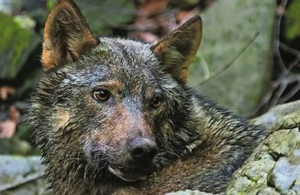 Volkove ogroža  negativen odnos ljudi zaradi  škod, ki povzročajo na domačih živalih. Pa tudi predsodki in strah o ogrožanju življenja in zdravja ljudi, ki so posledica slabega poznavanja vrste.