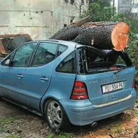 V Pulju se je zrušil borovec na dva avtomobila