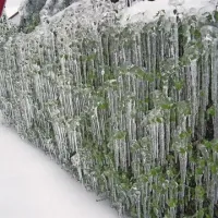 Pravljična podoba ledene obloge, ki se je minuli konec tedna z dežjem še odebelila