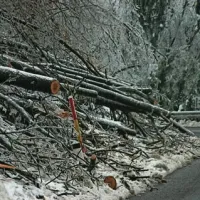 Rdeči alarm  za severozahod Slovenije, v gozdovih naravna katastrofa
