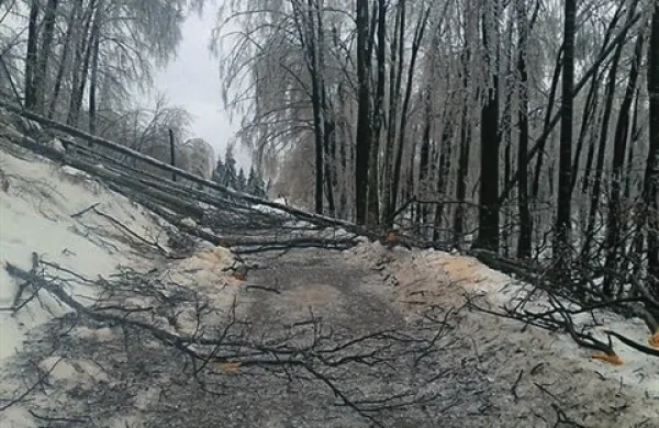 Žledolom je  poškodoval že okrog 500.000 hektarjev gozdov, kar je okrog 42 odstotkov celotne površine gozda