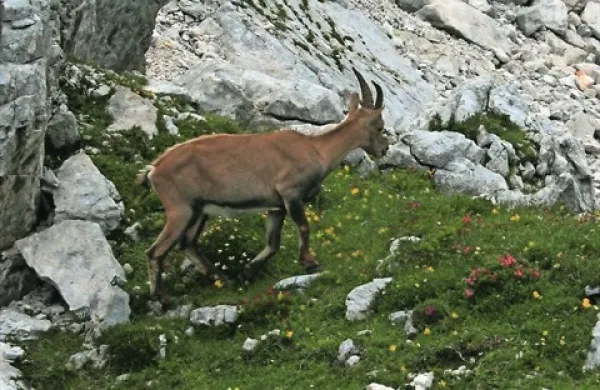 Risa, ki sta ušla iz poškodovane ograde, sta ponoči uplenila samca gamsa