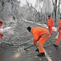 Delavci CPK odstranjujejo drevesa pri vasi Zagon