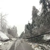 Drevesa so močno prizadeta tudi v okolici Laž 