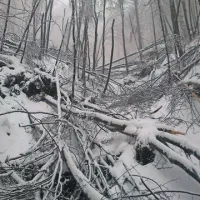 Lokalna cesta med Jaznami in Otaležem je izginila pod uničenim gozdom