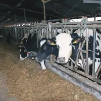 Žgajnarjeve krave ne vedo in ne občutijo, da je zunaj sodni dan