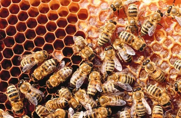 Včeraj je neznanec ukradel štiri panje s čebelami