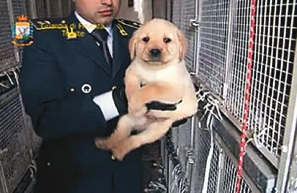 V Trstu prijeli  preprodajalce psov