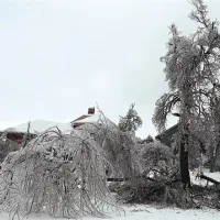 Polomljena sadna drevesa v Orehku