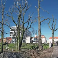 Tudi drevesa v mestnem parku so močno prizadeta