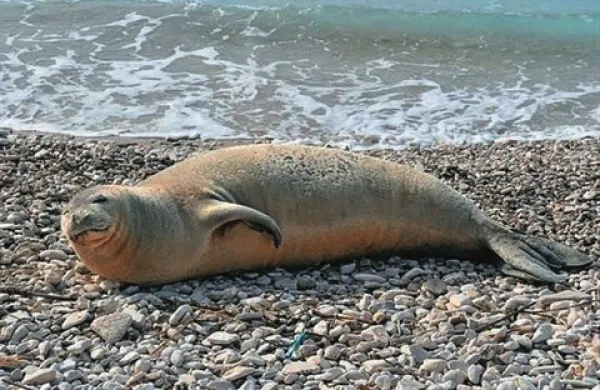 Sredozemsko medvedko so v nedeljo opazili na plaži v hrvaški Istri 