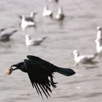 Vrane in galebi so v mestih vse bolj nadležni