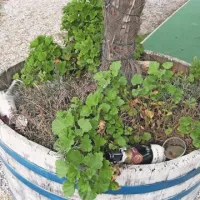  Portorož je destinacija za elitne goste; prazne steklenice šampanjca končajo celo v koriti s palmami in rožami
