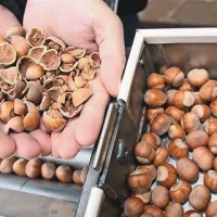Kljub strojni obdelavi jedrca ostanejo cela