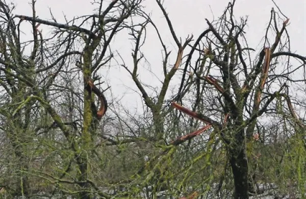 Okrog Laž je žled polomil ogromno orehov, sliv, jablan, hrušk in drugega sadnega drevja. Vsa drevesa bo treba skrbno obrezati in zaščititi.