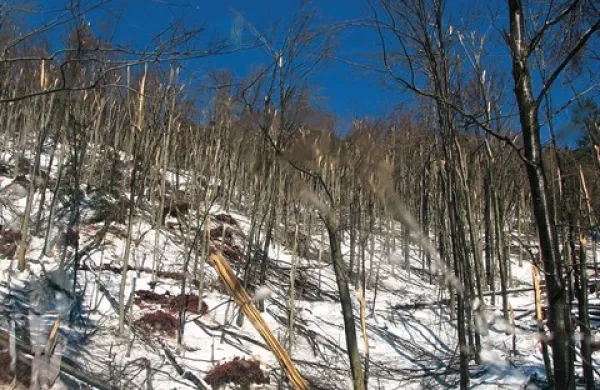 Svet občine Cerkno se je seznanil s polomijo, ki jo je po Cerkljanski povzročil  žled in pohvalil gasilce za požrtvovalno pomoč vaščanom. Svetniki SLS, SD in LDS pa so zavrnili proračun občine in z njim tudi 350.000  evrov, ki jih je ta nastrgala za