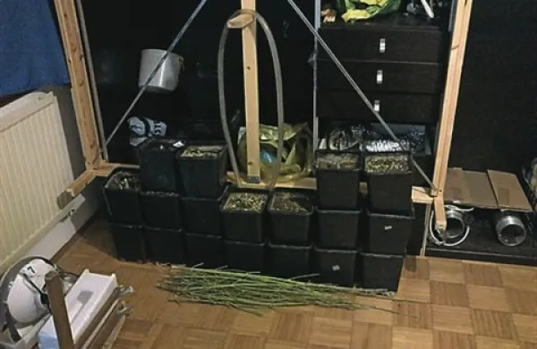 27-letni Lucijčan v bloku gojil konopljo