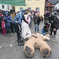  Ta debeli operacije niti tokrat ni preživel