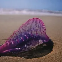 Meduza Physalia physalis