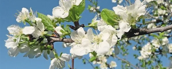 Bele slive in ringloji zacvetijo takoj za mandlji in marelicami