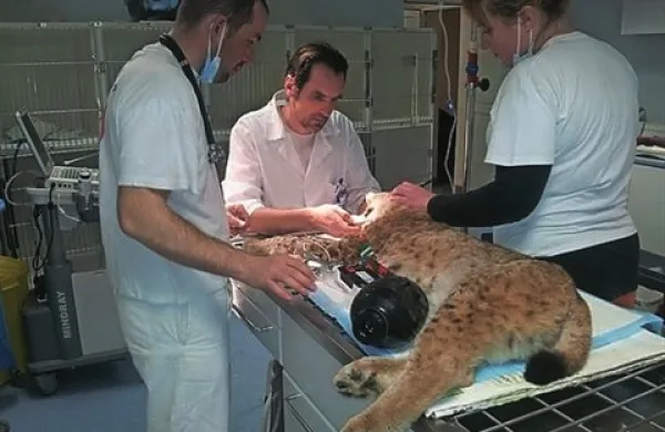 Po 33 dneh na prostosti ima risinja Zooja, ki je pobegnila iz ljubljanskega živalskega vrta, kar nekaj zdravstvenih težav