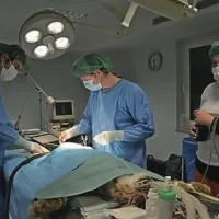 Risinja po mesecu dni svobode s &scaron;tevilnimi zdravstvenimi težavami