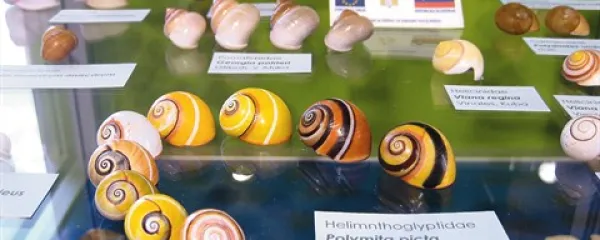 Pisani utrinki čarobnega sveta školjk