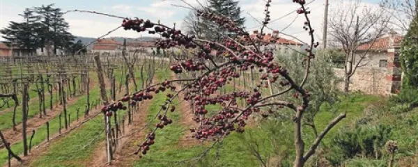  Temperaturna razlika med dnevom in nočjo je v preteklih dneh  marsikje presegala 15 stopinj Celzija