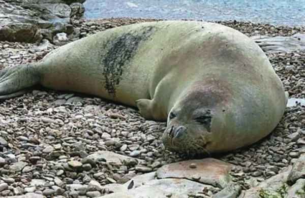Sredozemska medvedica je ena izmed najbolj ogroženih vrst živali. Ocene kažejo, da jih je še največ približno  500 v Sredozemskemu morju in vzhodnem Atlantiku.