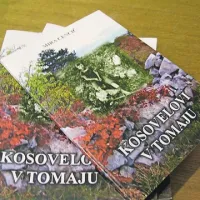 Kot intelektualci so Kosovelovi precej  zaznamovali Tomaj, a tudi Tomaj Kosovelove 