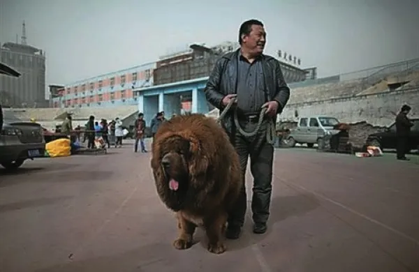 Tibetanski mastifi so  statusni simbol bogatih Kitajcev, temu primerno pa naraščajo tudi njihove cene