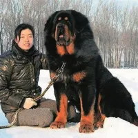 Tibetanski mastifi so zelo veliki, imajo gosto dlako in izrazito grivo, ki spominja na levjo