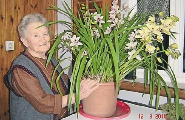 Orhideja je Perino Ukmar obdarila s kar 73 cvetovi