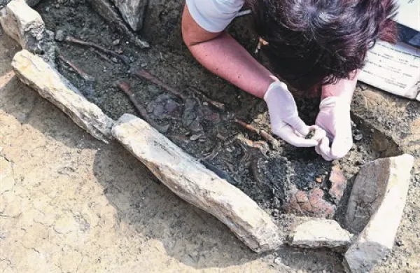 Arheologi so odkrili in odkopali skelete, antropologinja pa jih je natančno pregledala in shranila. Kosti so bile precej poškodovane. 
