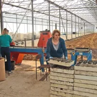 Na Purisimi so že zagnali proizvodnjo ekoloških sadik