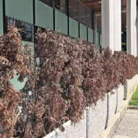 Posušene ciprese v betonskih koritih so dolga leta kazile podobo stavbe na Pristaniški 10
