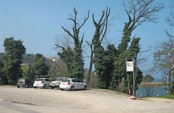 Nekaj suhih vej starih akacij ob parkirišču v Fiesi so požagali, saj so grozile, da se bodo odlomile