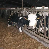 Najprej &scaron;koda, zdaj pa &scaron;e obrazci