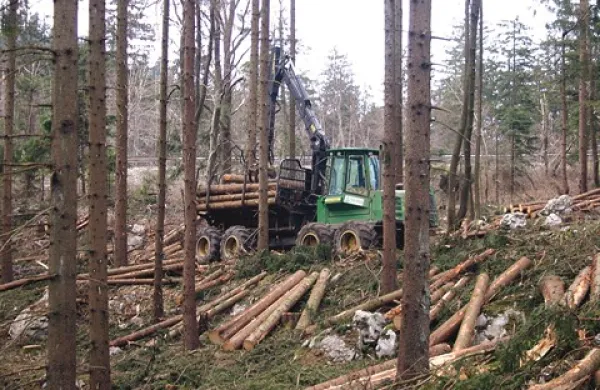 Ledena ujma je gozdove udarila najhuje, nekateri pa so prepričani, da bo škoda zaradi zmedene sanacije še narasla