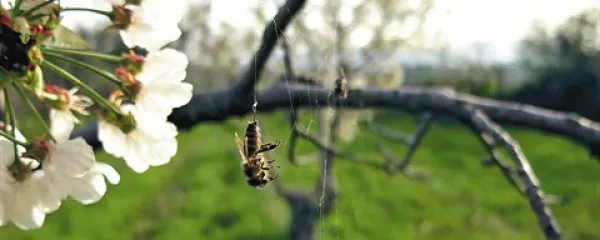 Udarjamo ob stene celice, ki je čedalje ožja in nižja