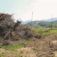 Tako žalostno sliko je mogoče videti ob marsikaterem breskovem nasadu