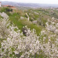 V tem obdobju so češnje tiste, katerih rodnost je odvisna od čebel 