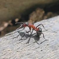 Mravlje so leto&scaron;njo pomlad že dejavne