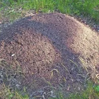 Mravlje so leto&scaron;njo pomlad že dejavne
