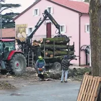 Tako je padlo še zadnje od štirih dreves, ki so jih delavci sproti oklestili, naložili na prikolici  in odpeljali. Votlih debel vmes ni bilo videti.