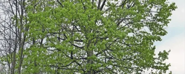 Ozelenela lipa. Zdaj se še vidi skozi njeno krošnjo, čez teden dni se ne bo  več ...