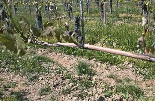 Brici, ki imajo vinograde na nižinskih legah, so danes zaskrbljeno preverjali, koliko škode jim je povzročila jutranja slana