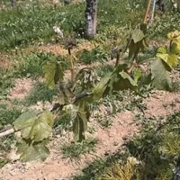 Slana v Brdih