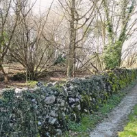 Še dobro ohranjen, vendar precej zaraščen suhi zid v Kobdilju na Krasu
