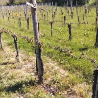Mraz je prizadel nekatere nižinske vinograde